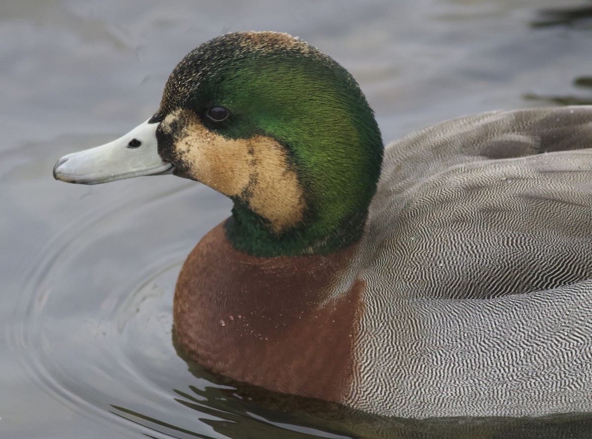 Hybride Canard siffleur x C. colvert - eBird, image size:1200x889