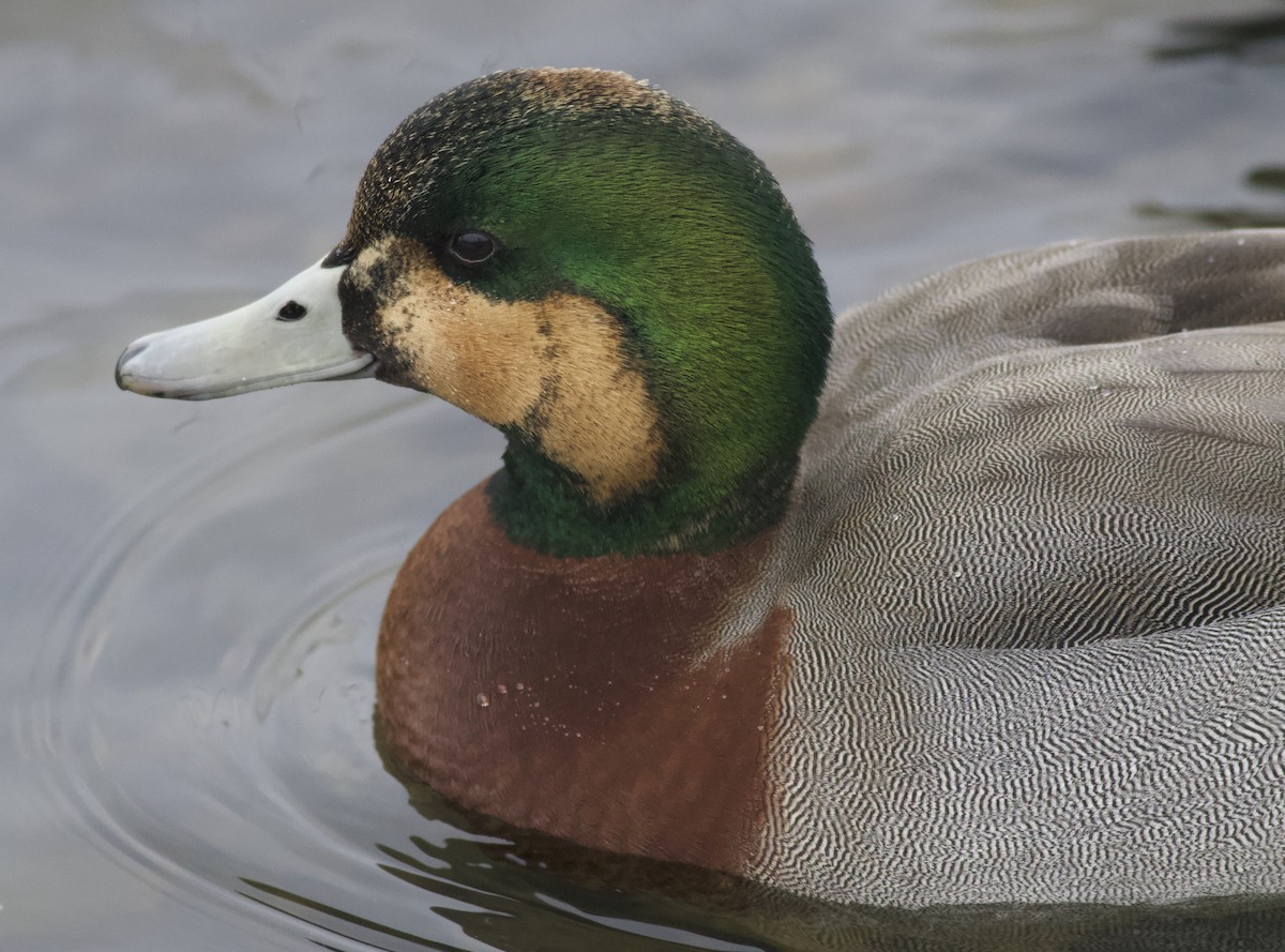 Eurasian Wigeon x Mallard (hybrid) - Odin B