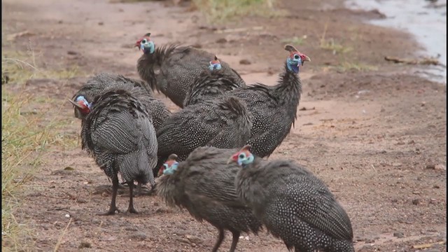 Helmeted Guineafowl - ML298670811