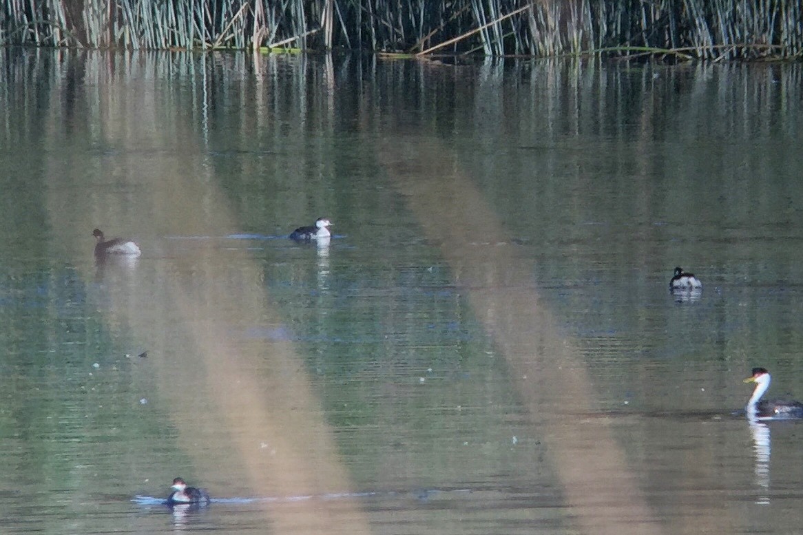 Horned Grebe - ML298671701