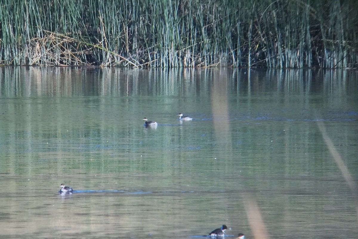 Horned Grebe - ML298671761