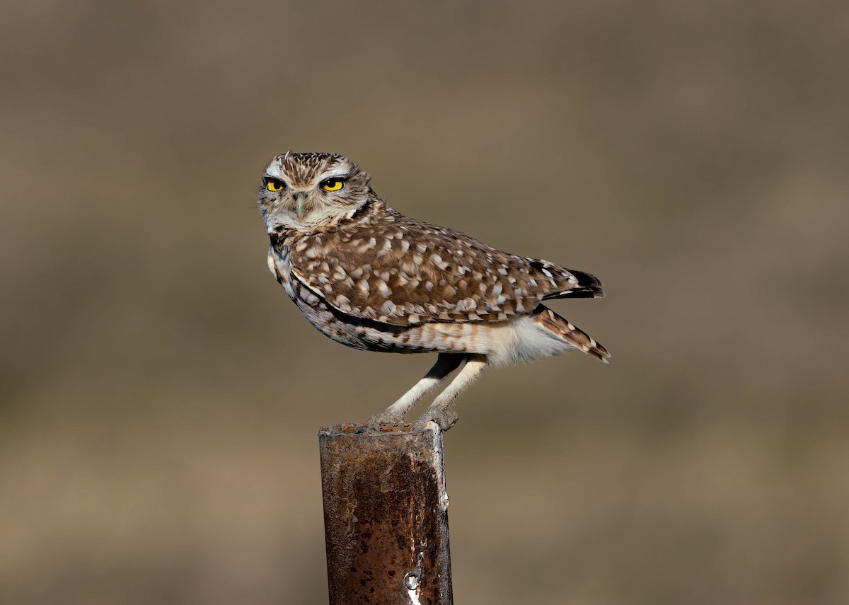 Burrowing Owl - Troy Arcomano