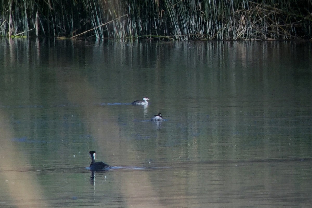 Horned Grebe - ML298671901