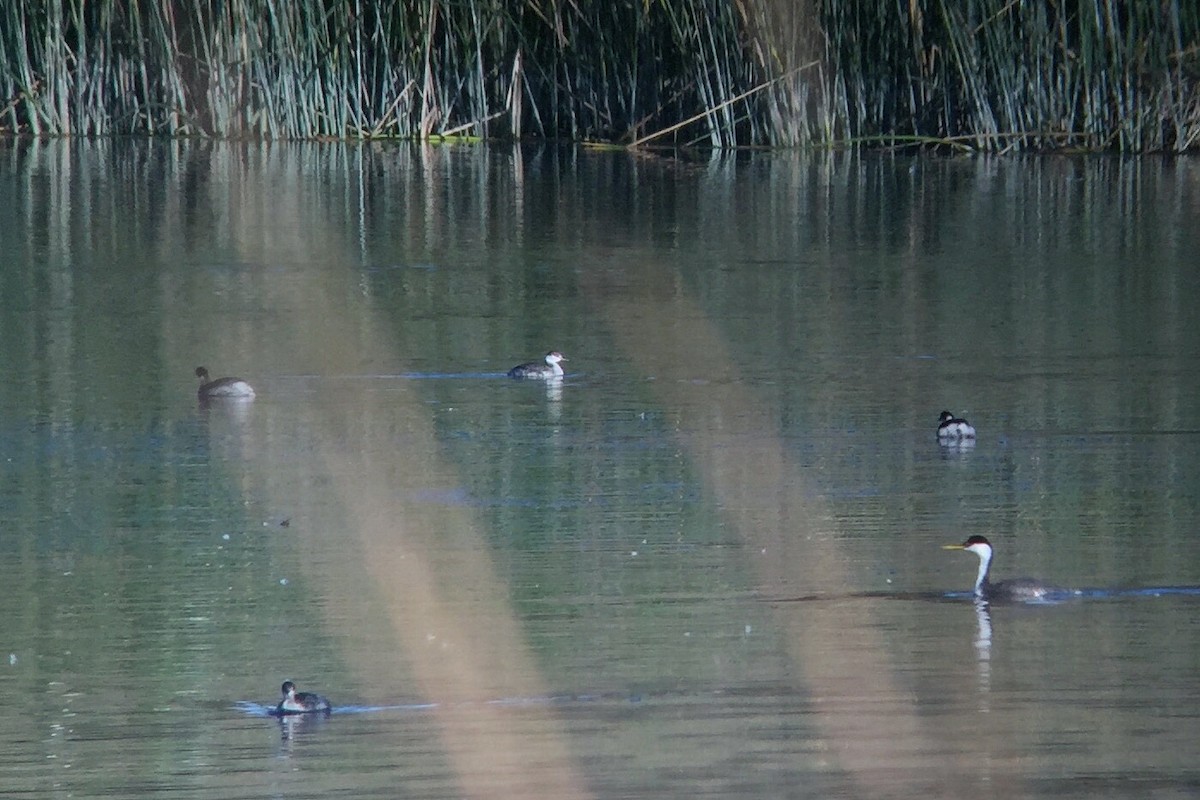 Horned Grebe - ML298671911