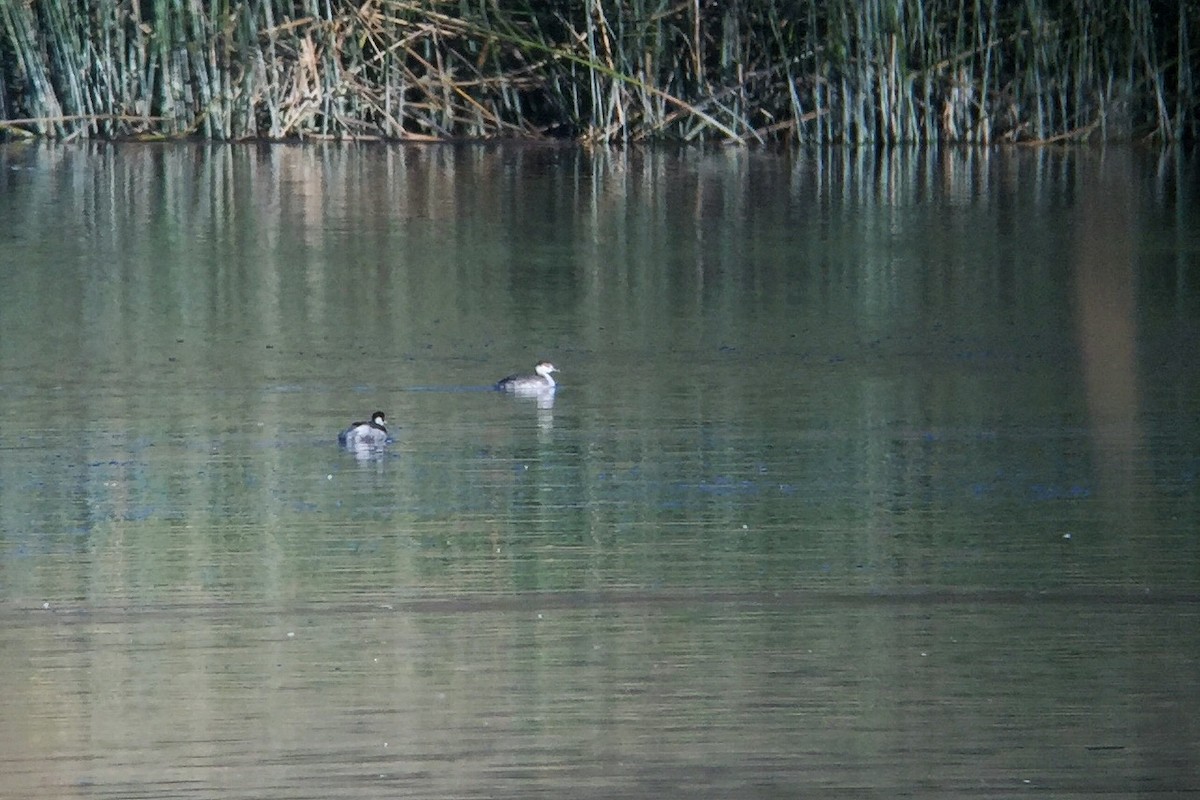 Horned Grebe - ML298671941