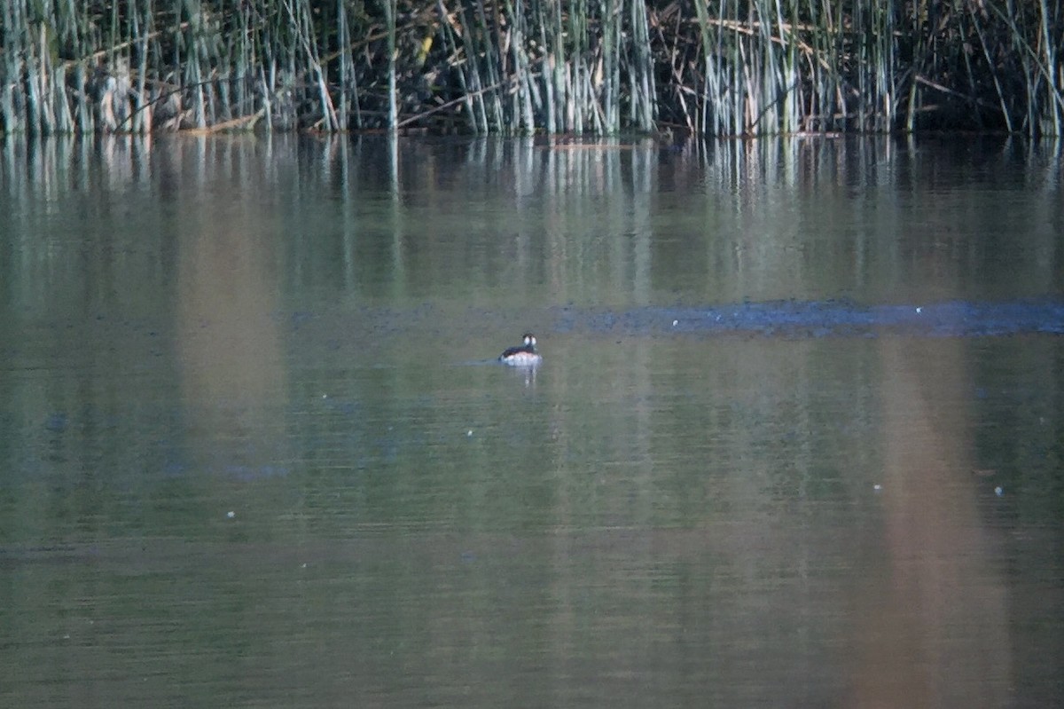 Horned Grebe - ML298671991