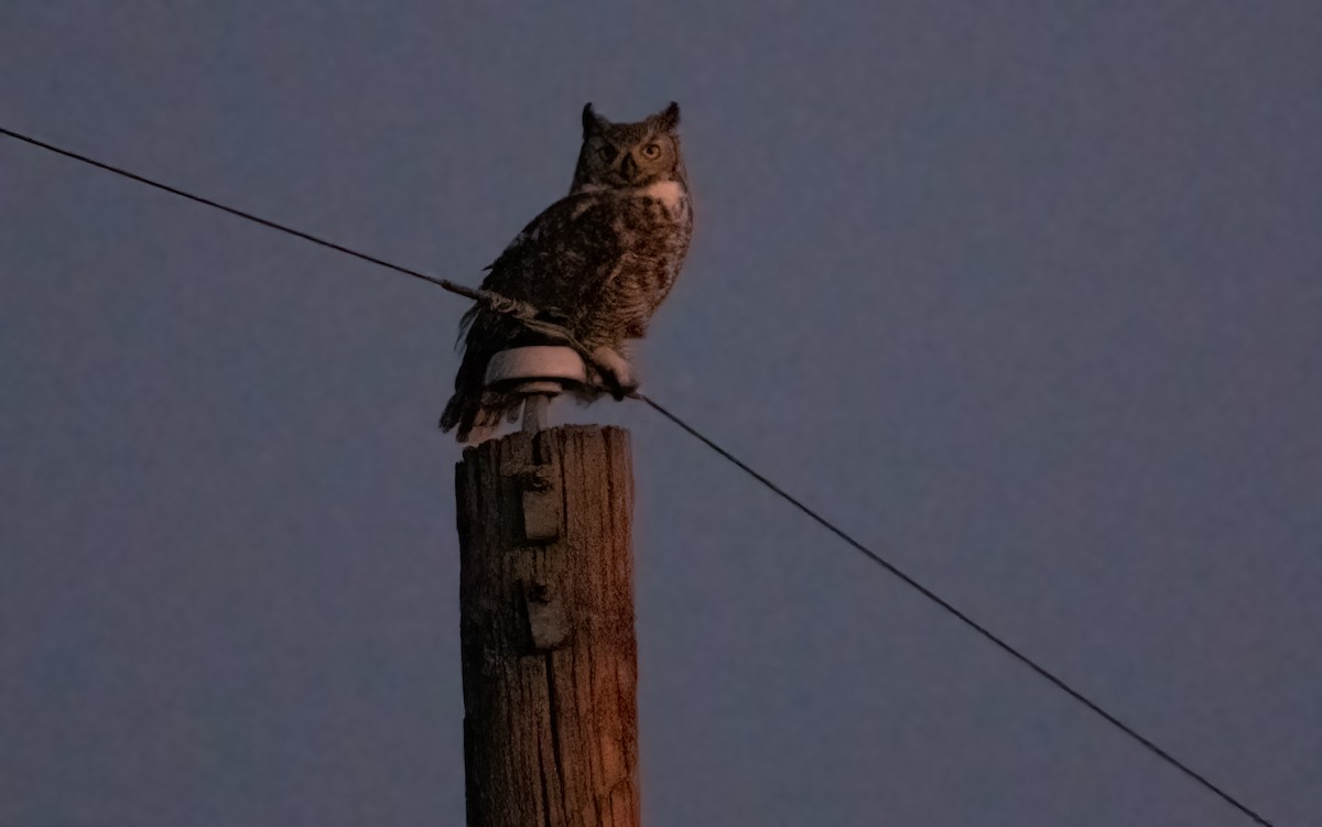 Great Horned Owl - ML298675191
