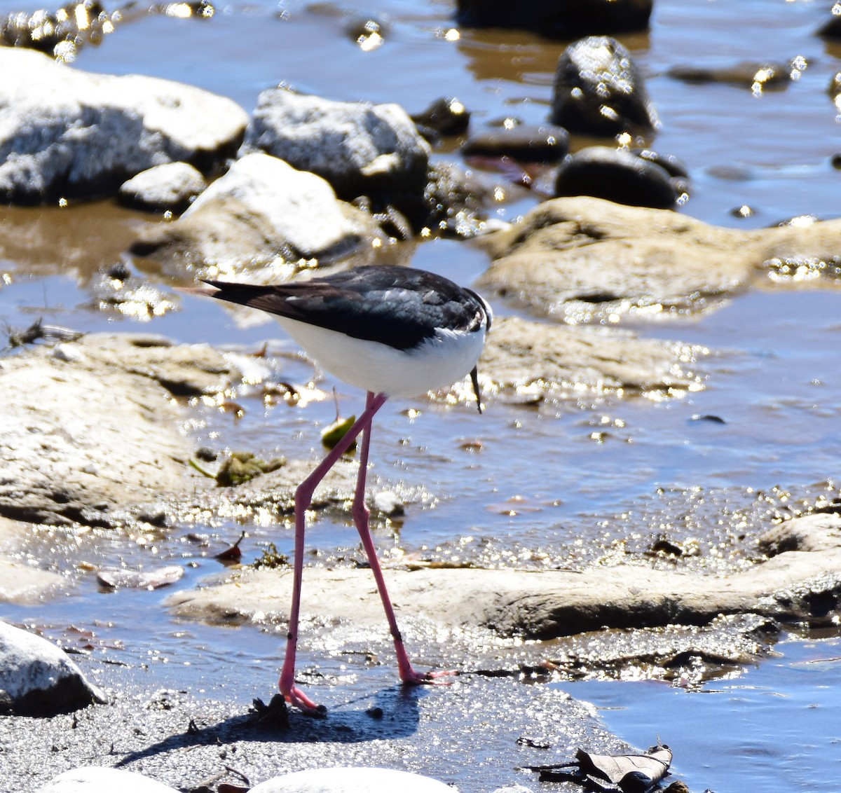 Black-necked Stilt - Diego Villagran