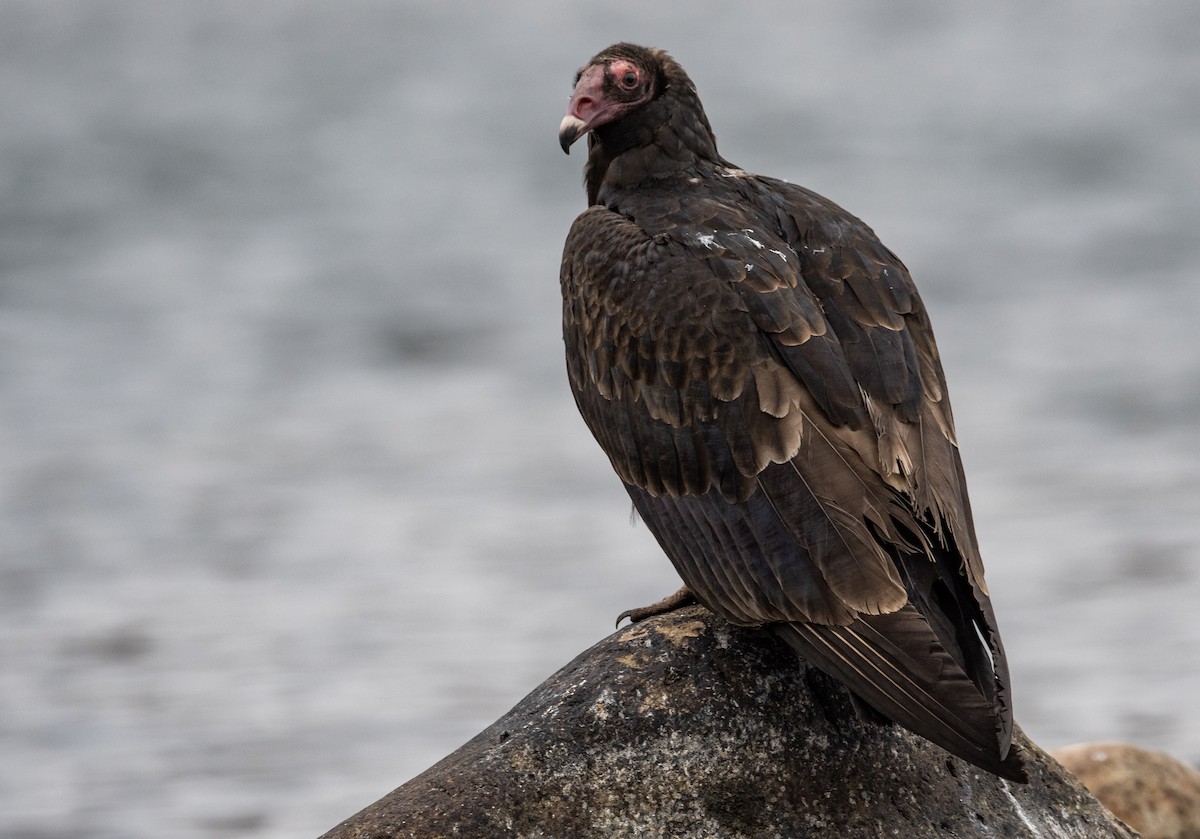 Turkey Vulture - ML298677801