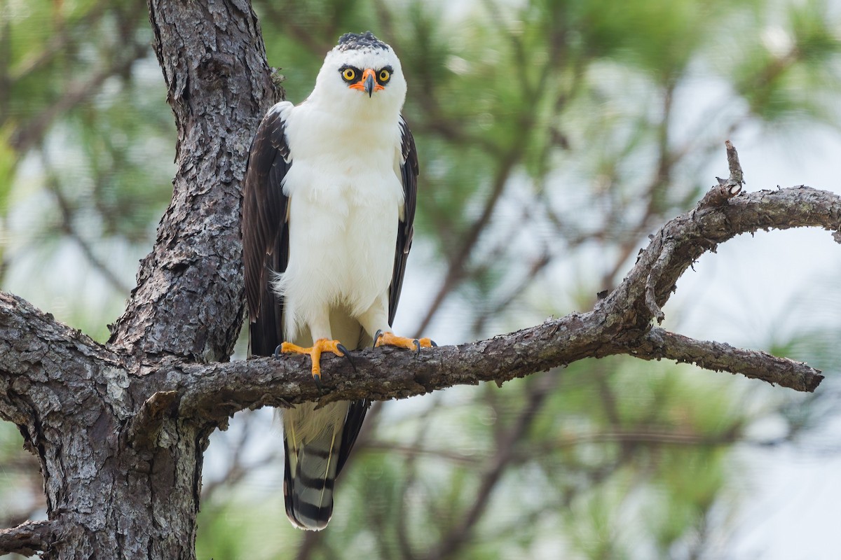 Black-and-white Hawk-Eagle - Yeray Seminario