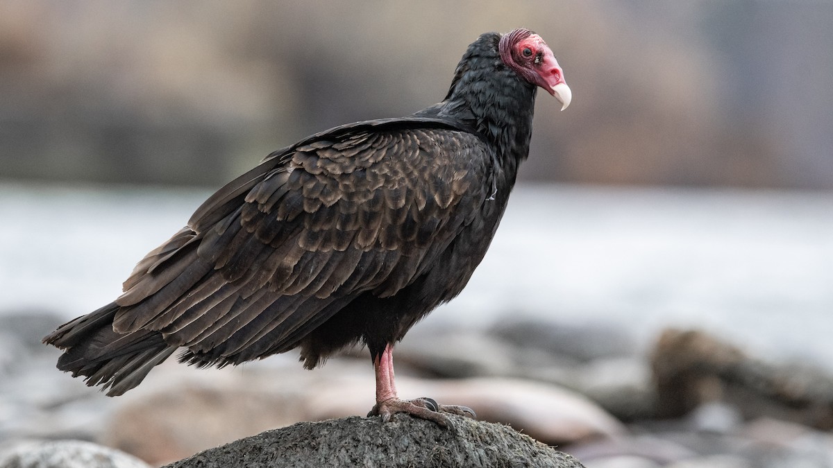 Turkey Vulture - ML298677851