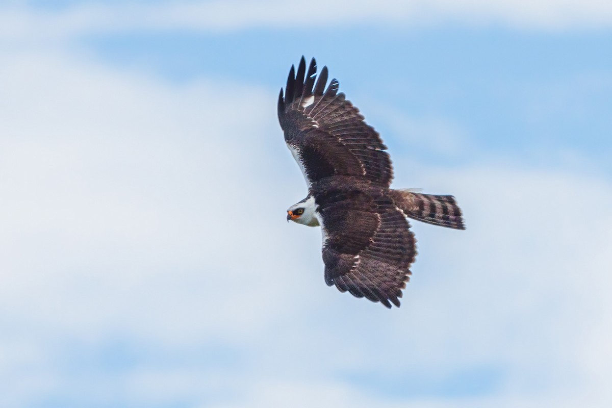 Black-and-white Hawk-Eagle - Yeray Seminario