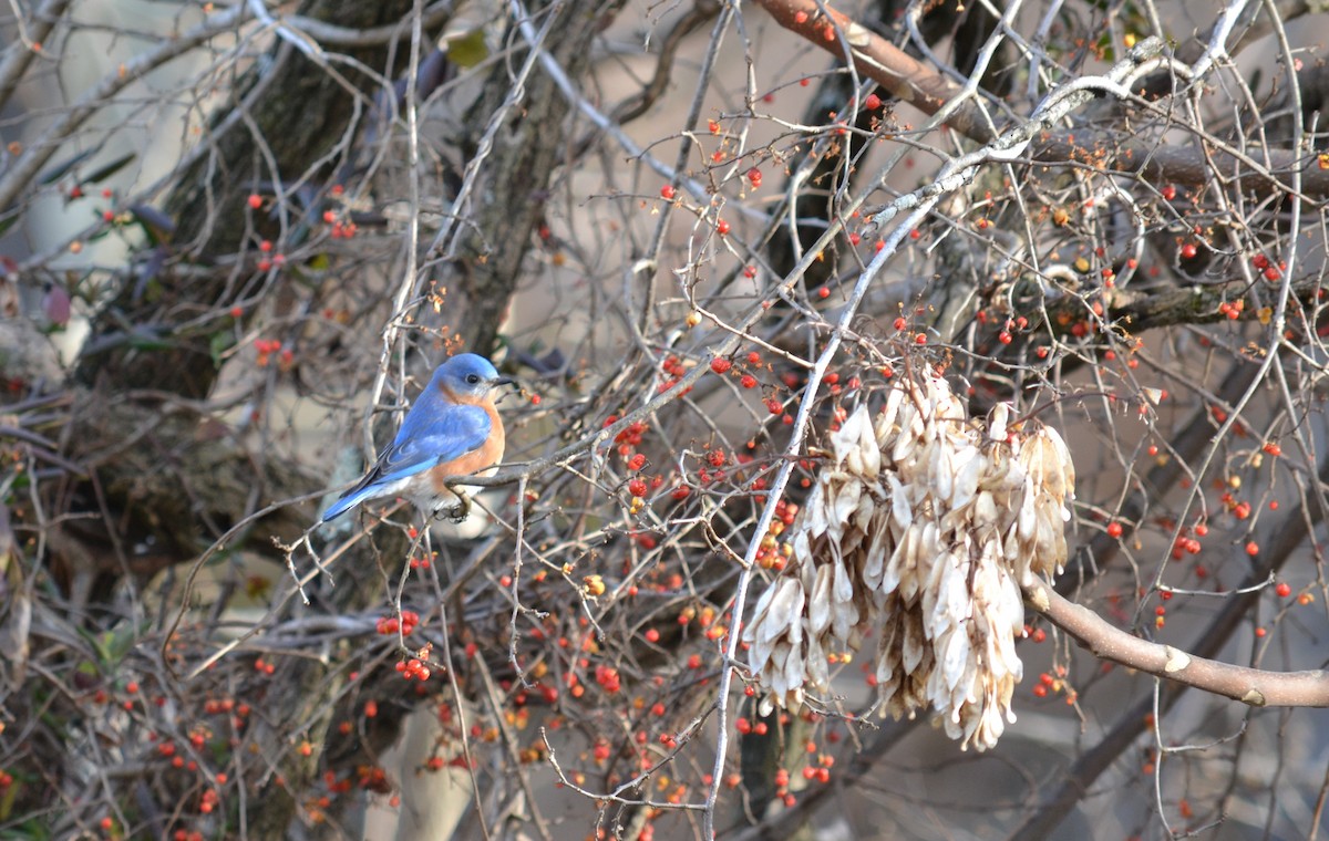 Eastern Bluebird - ML298679211