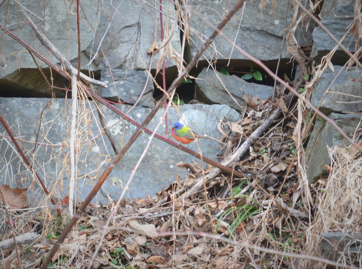 Painted Bunting - ML298679331