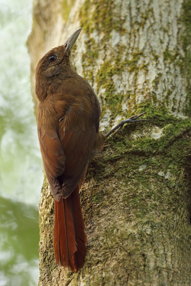 Plain-winged Woodcreeper - ML29867961