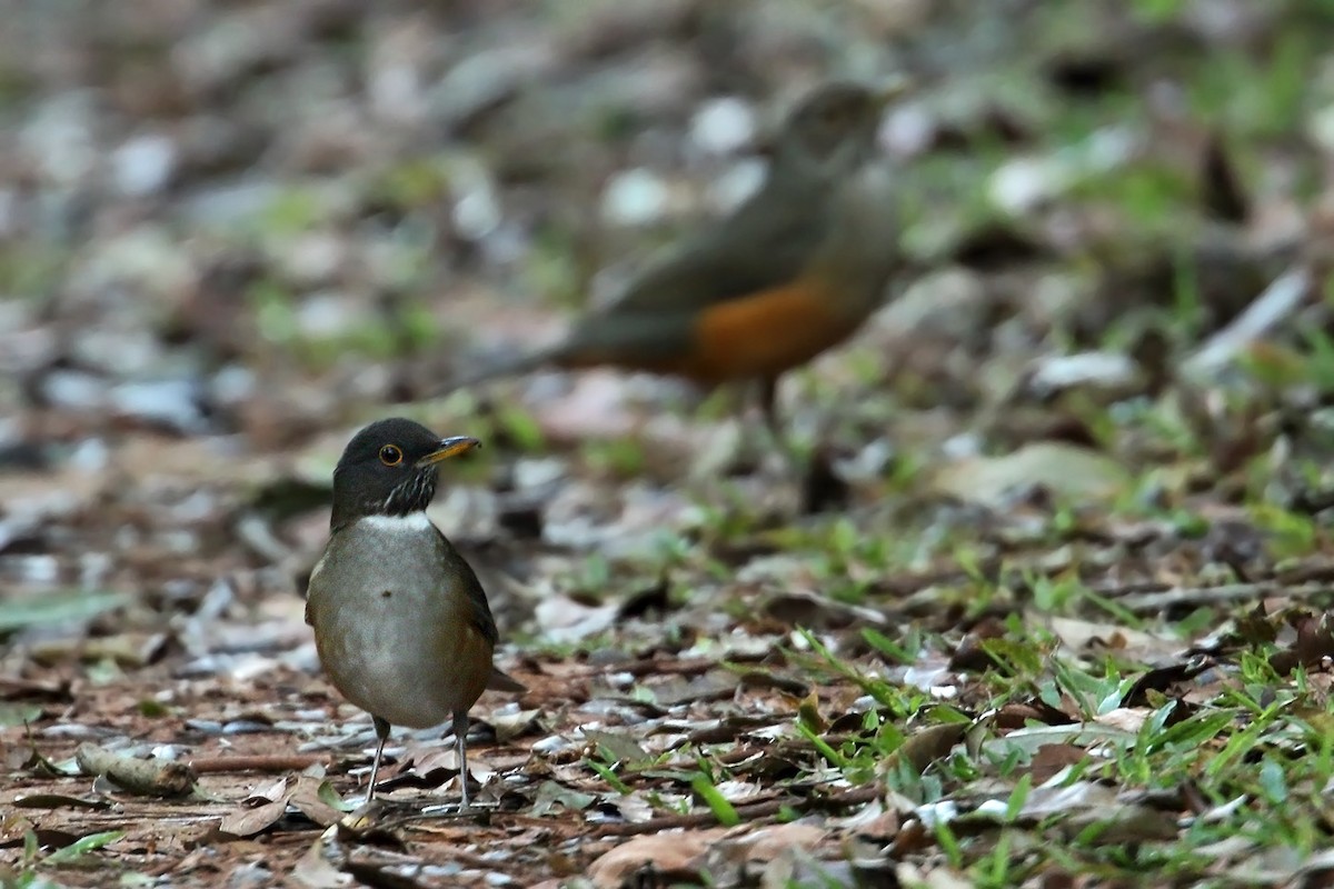 White-necked Thrush - ML29868021