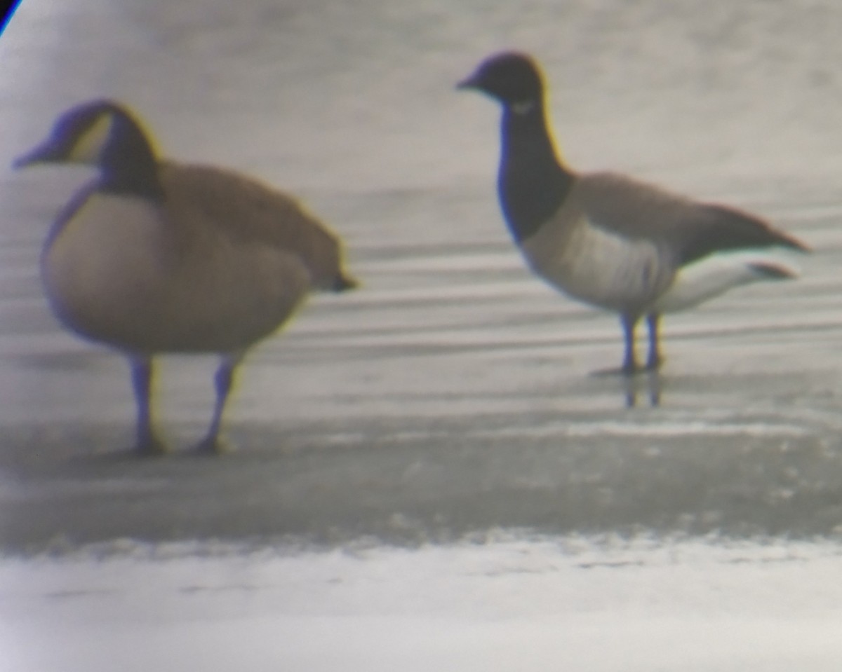 Brant - ML298682781