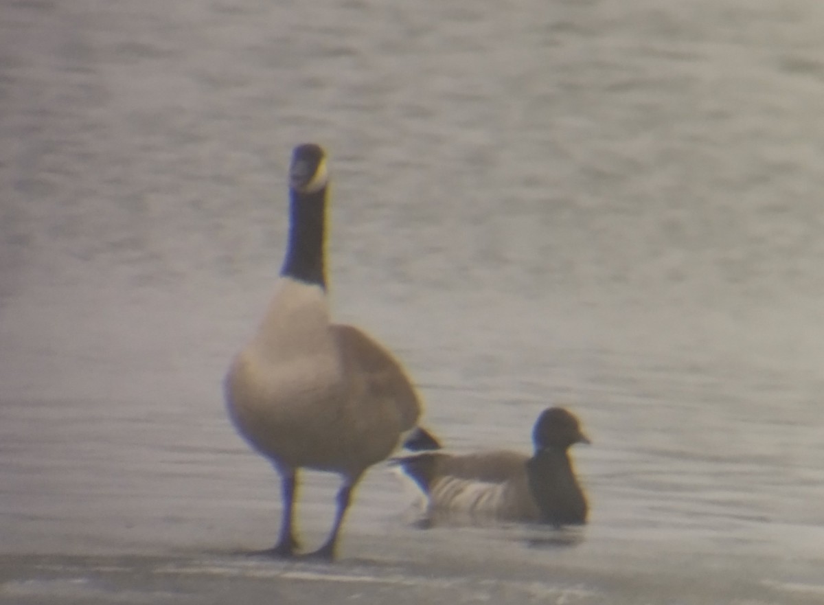 Brant - ML298682791