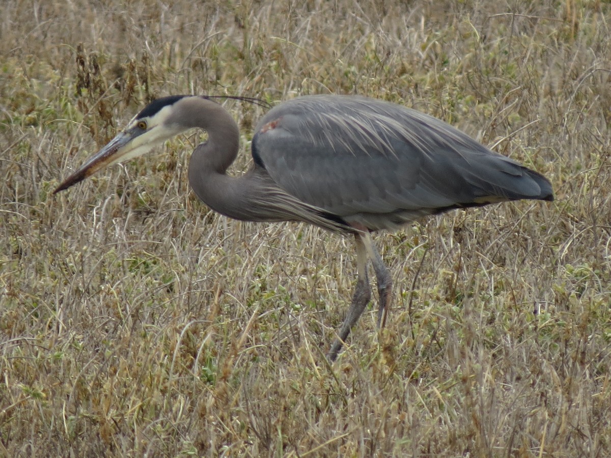 Great Blue Heron - ML298682831