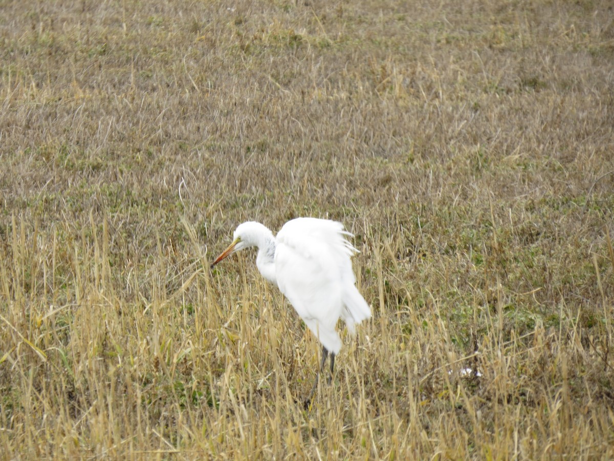 Great Egret - ML298683051