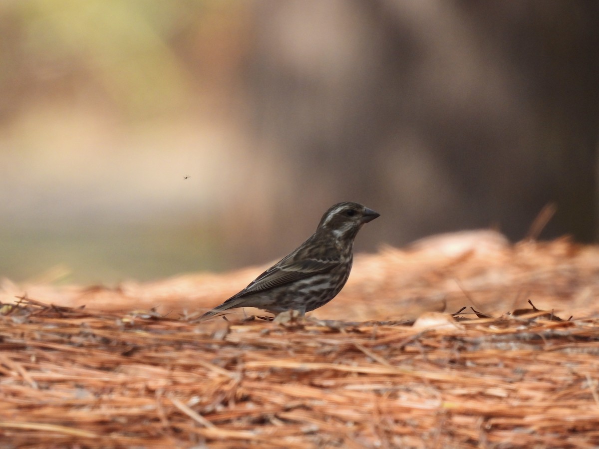 Purple Finch - Nick Ramsey