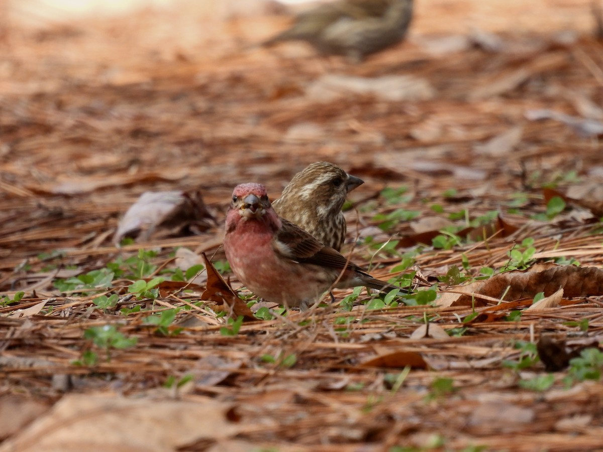 Purple Finch - ML298683921