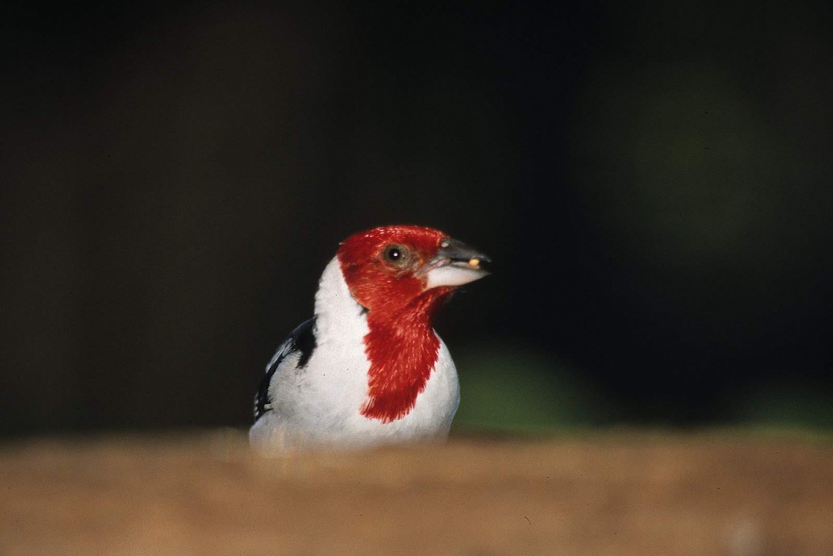 Red-crested Cardinal - Anne Bielamowicz