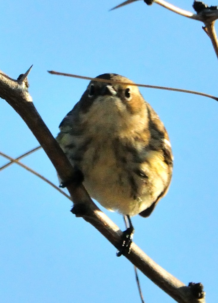 Yellow-rumped Warbler - ML298684631