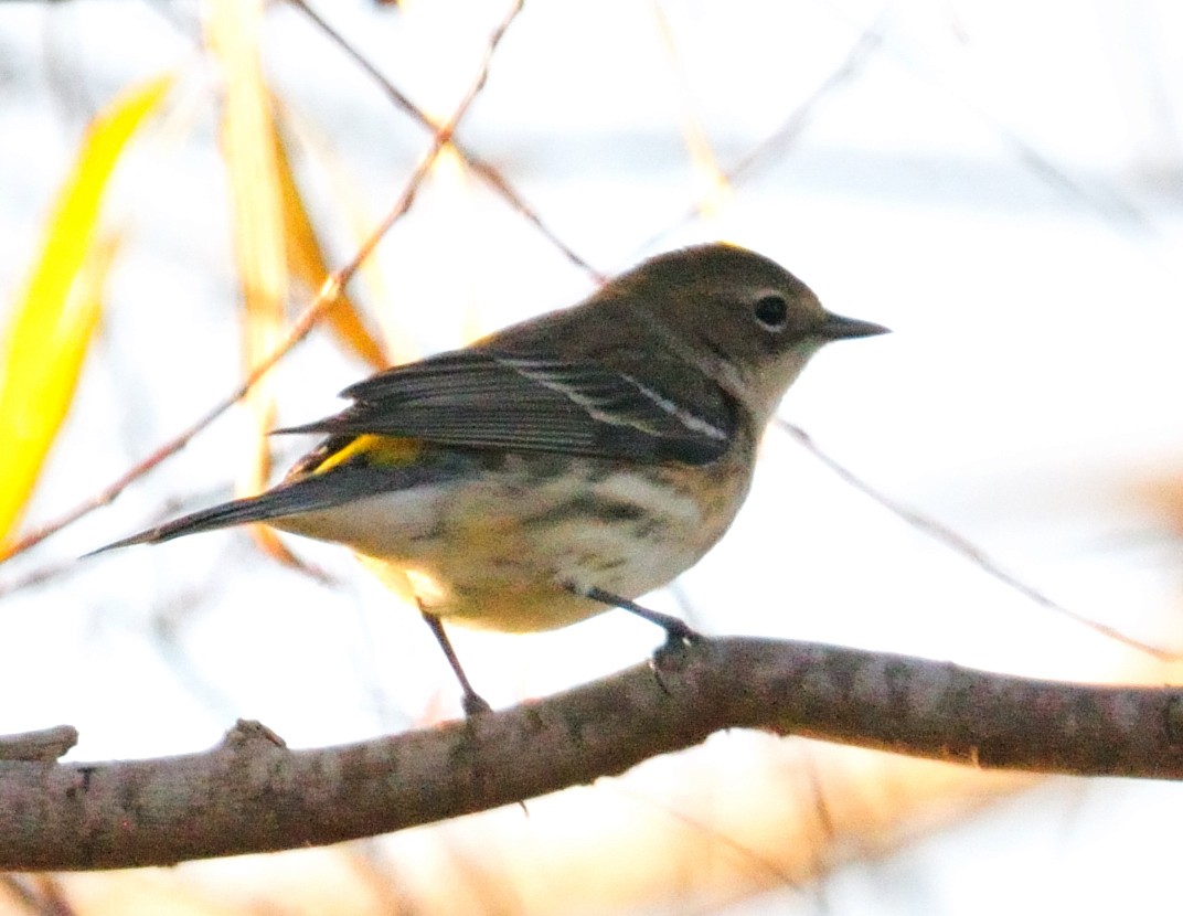 Yellow-rumped Warbler - ML298684641