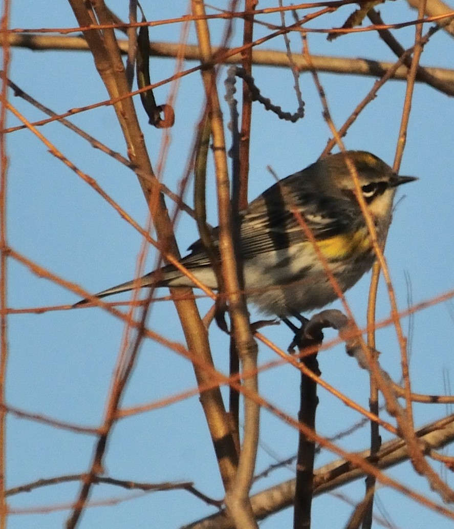 Yellow-rumped Warbler - ML298684651