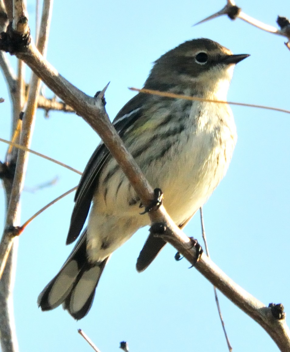 Yellow-rumped Warbler - ML298684661