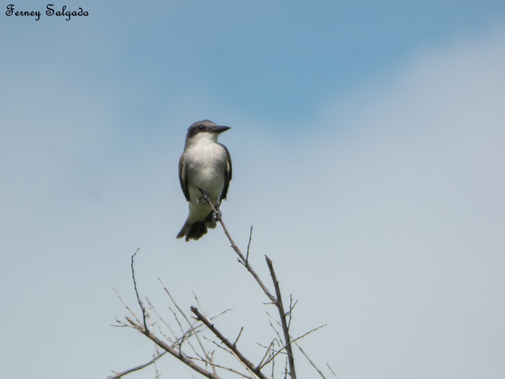 Gray Kingbird - Ferney Salgado CORAVES