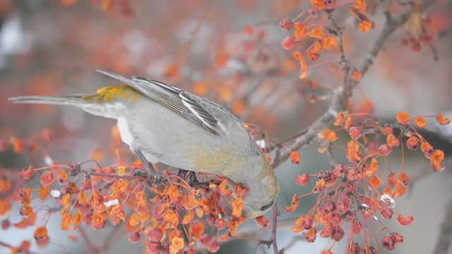 Pine Grosbeak - ML298686541