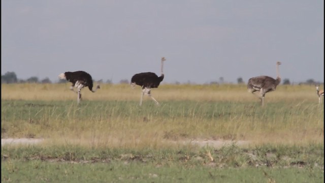 יען - ML298686601