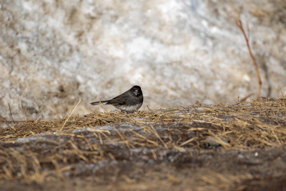 Dark-eyed Junco (Slate-colored) - ML298688591