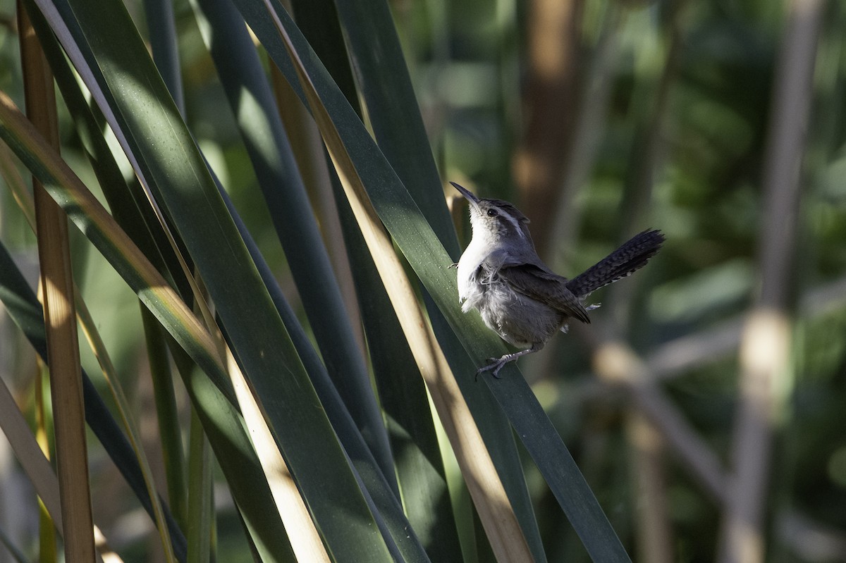 Bewick's Wren - Neil Rucker