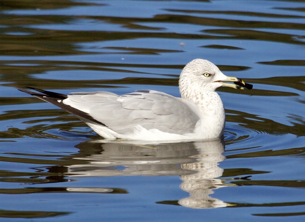 Ring-billed Gull - Rob O'Donnell