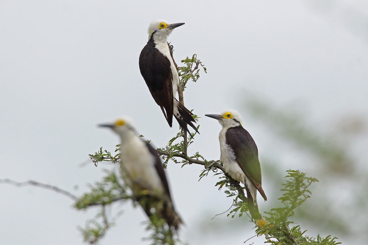 White Woodpecker - Martjan Lammertink