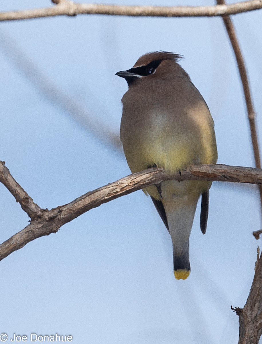 Cedar Waxwing - ML298690361