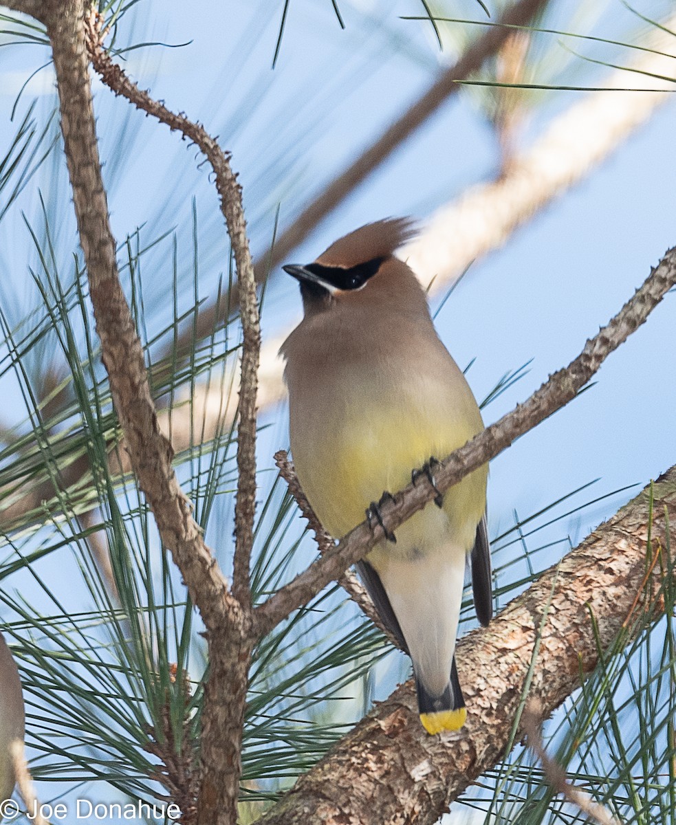 Cedar Waxwing - ML298690391
