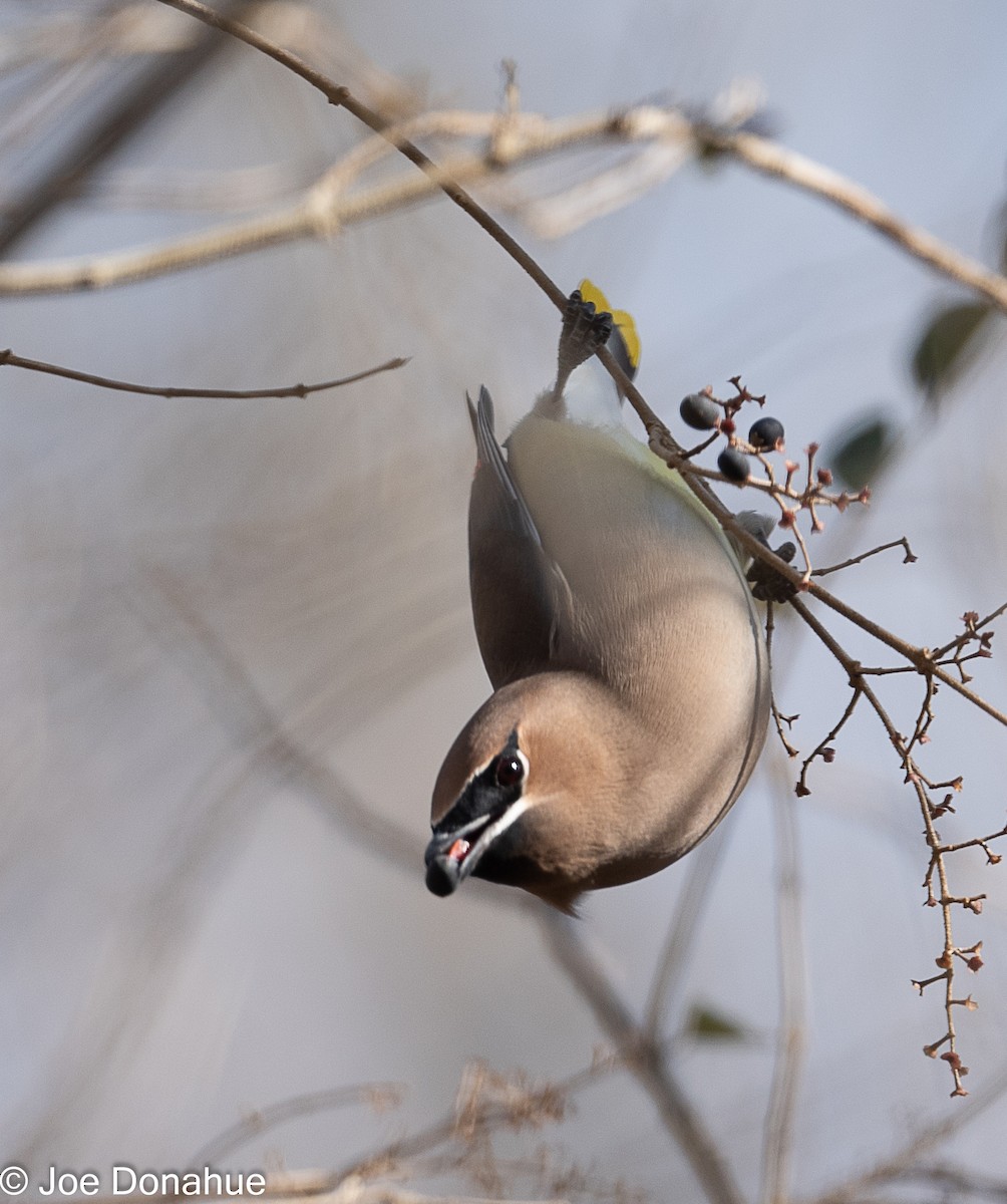 Cedar Waxwing - ML298690441