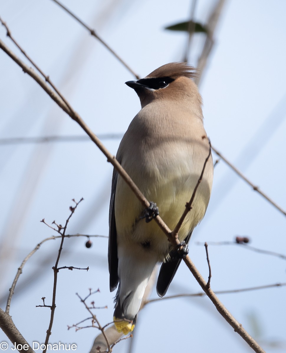 Cedar Waxwing - ML298690471