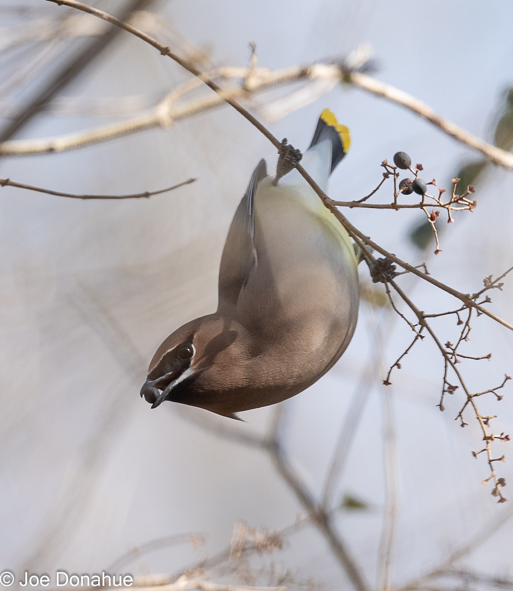 Cedar Waxwing - ML298690501