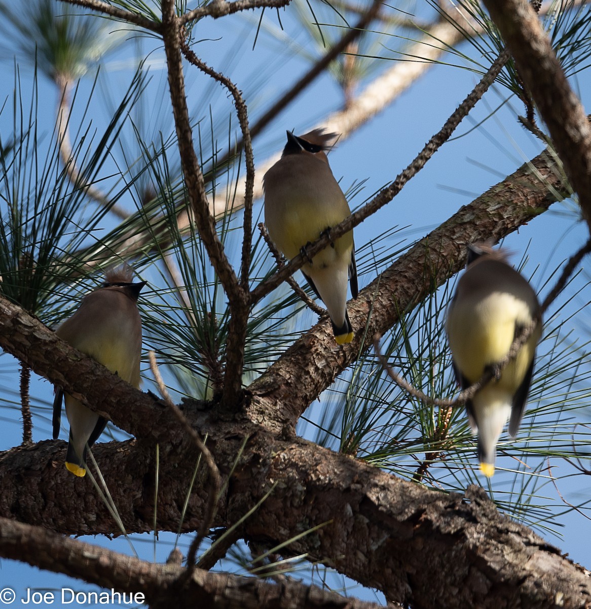Cedar Waxwing - ML298690521