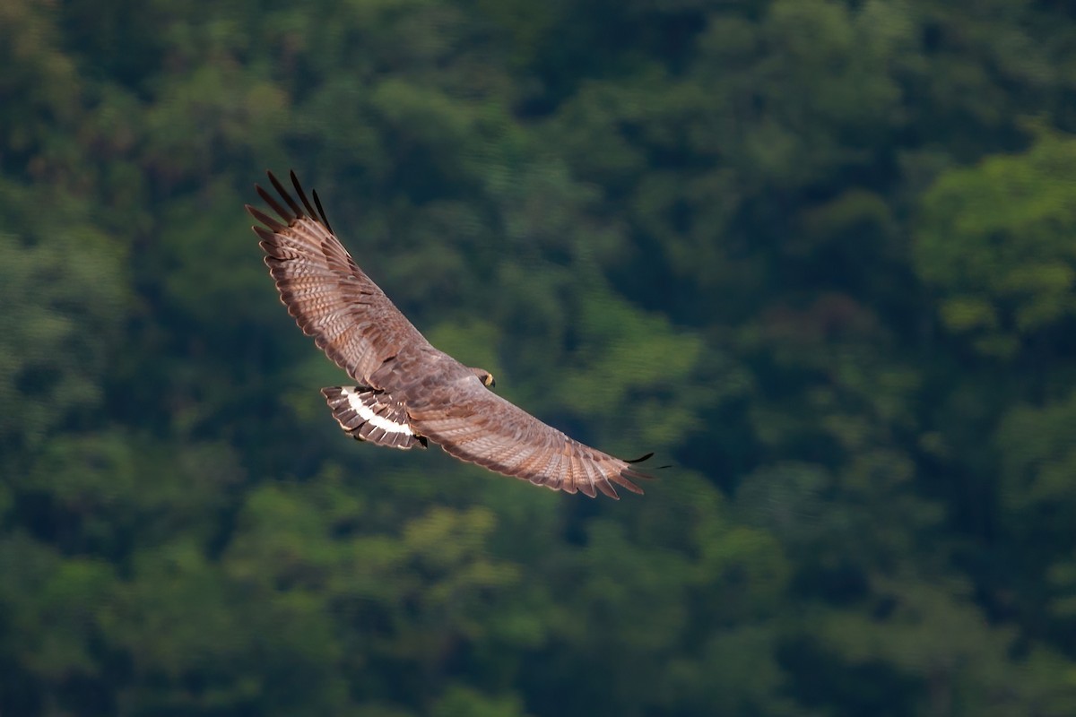 Solitary Eagle - ML298690581