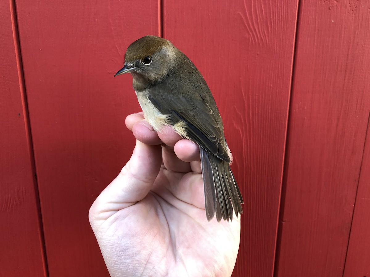 Eurasian Blackcap - David Campbell