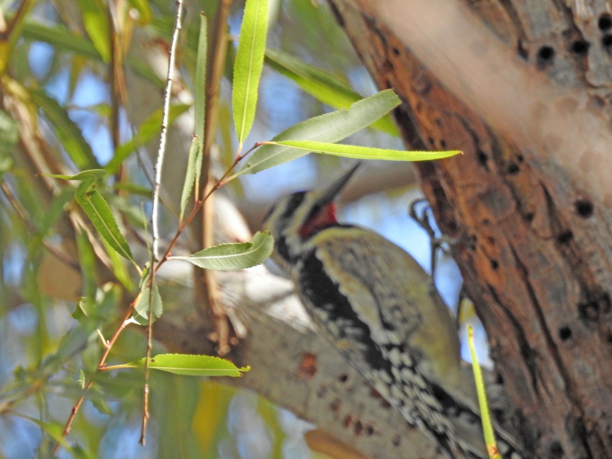 Yellow-bellied/Red-naped Sapsucker - ML298692321