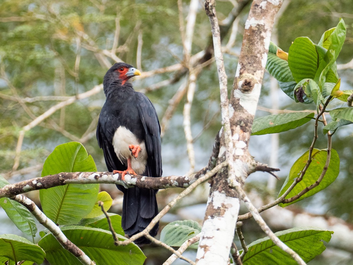 Red-throated Caracara - Chris Fischer