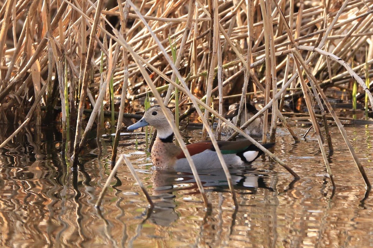 Ringed Teal - ML298694601