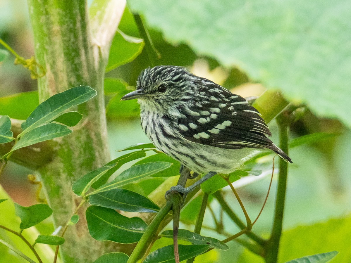 Pacific Antwren - Chris Fischer